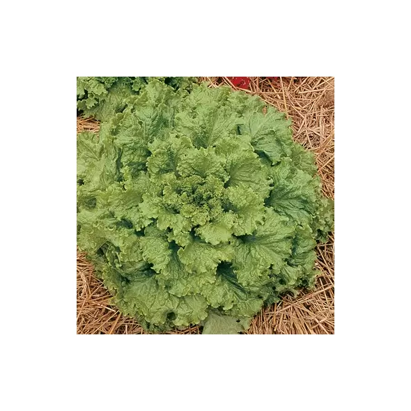 LETTUCE, HANSON - 1/2 OZ EACH
