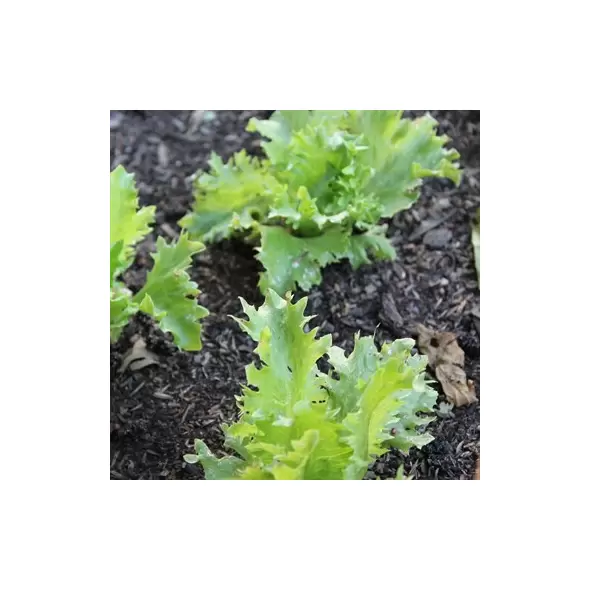 LETTUCE, SUMMERTIME 1/2 LB. EACH