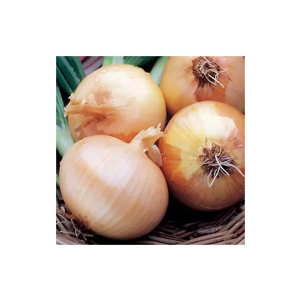 Onion, Yellow Sweet Spanish - 1/2oz