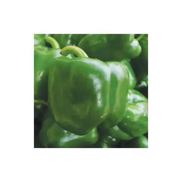 PEPPER, CALIFOR WONDER - 1/2