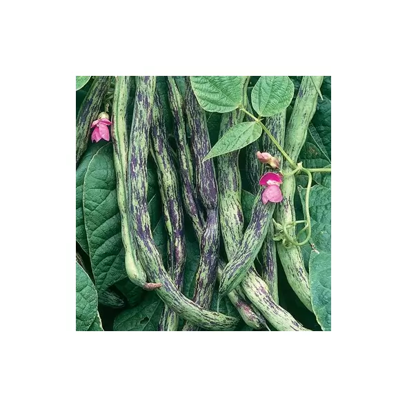 Beans, Rattlesnake Pole - 25lb
