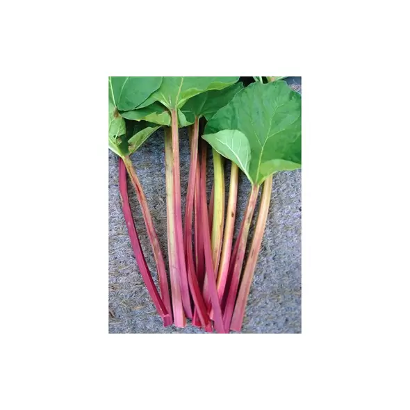 Rhubarb, Victoria - 1/2oz