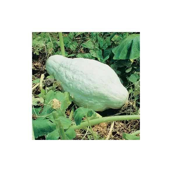 Squash, Improved Green Hubbard - 1/2oz