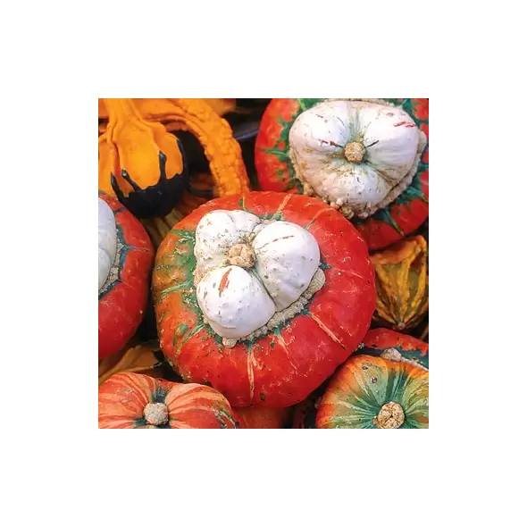 Squash, Turks Turban - 1/2oz