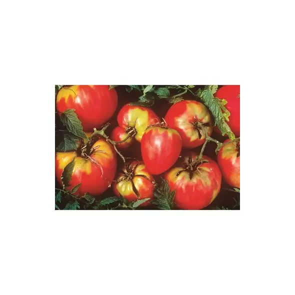 Tomato, Oxheart - 1/4oz