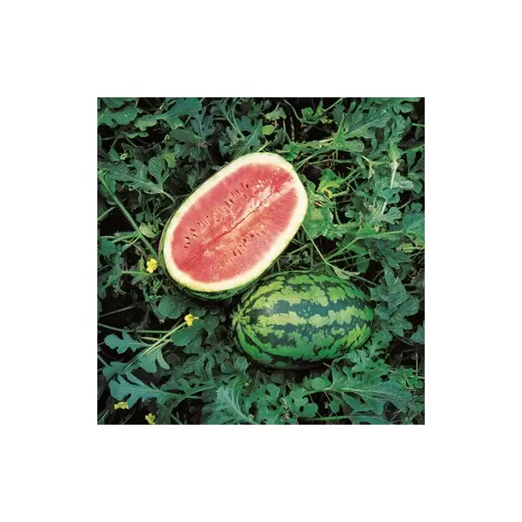 WATERMELON, ALLSWEET 1/2 LB EACH