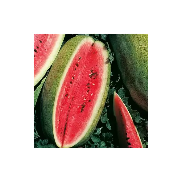 WATERMELON, CONGO 1/2 OZ EACH