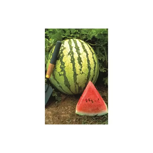 Watermelon, Dixie Queen - 1/2oz