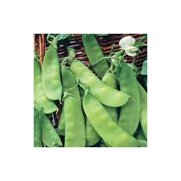 PEAS, DWARF GREY SUGAR 25