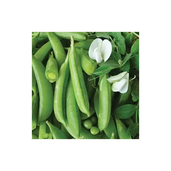 PEAS, CASCADIA 50