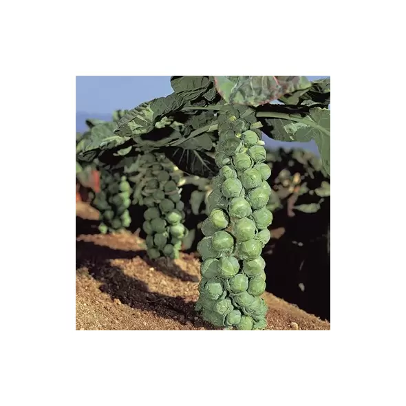 Brussel Sprouts, Jade Cross Hybrid - 1,000 Seed Count