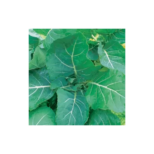 Collards, Georgia - 1,000 Seed Count