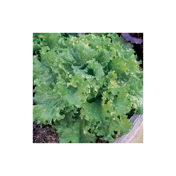 Lettuce, Black Seeded Simpson 10,000 Seed Count