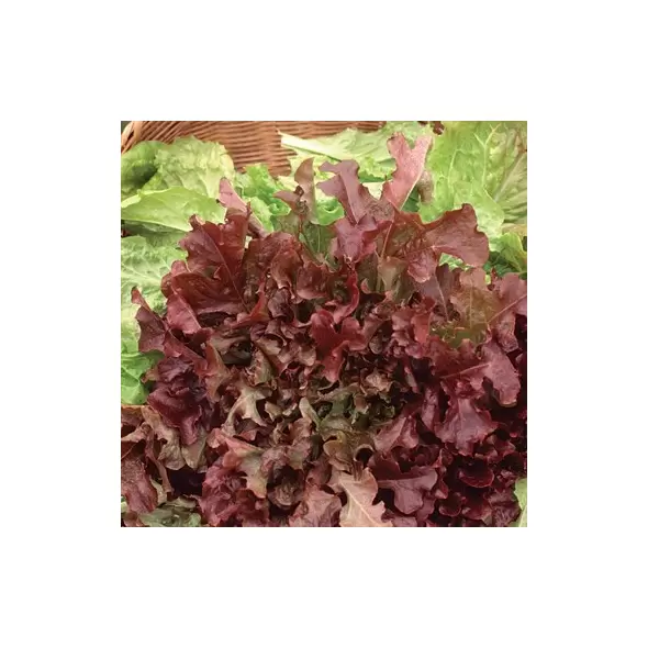 Lettuce, Red Salad Bowl - 5,000 Seed Count