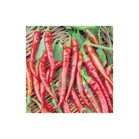 Peppers, Cayenne Long Red Thin - 5,000 Seed Count