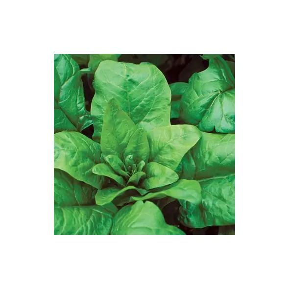 Spinach, Bloomsdale Long Standing - 1,000 Seed Count