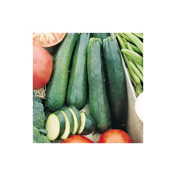 Squash, Dark Green Zucchini 1,000 Seed Count