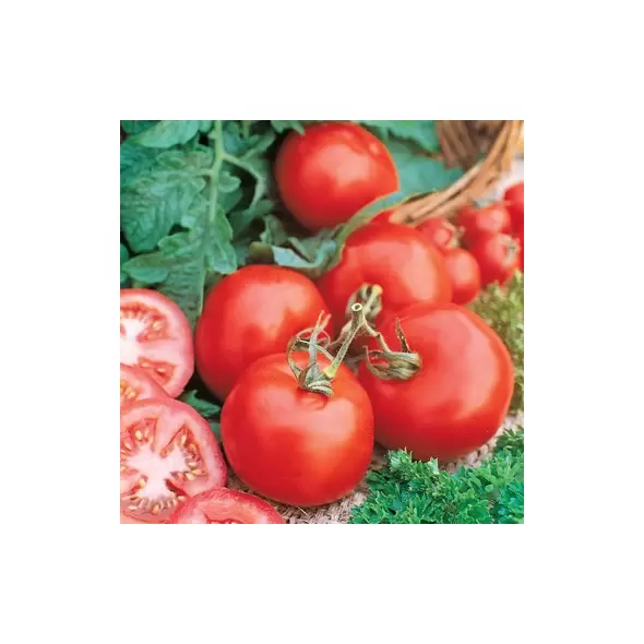 Tomato, Marglobe - 1lb