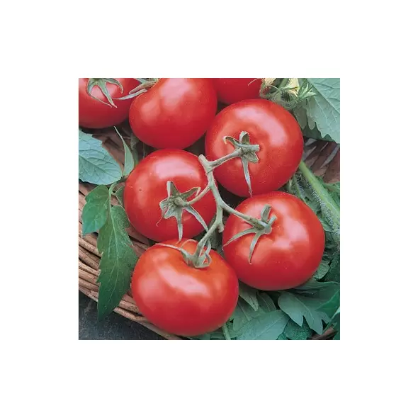 Tomato, Rutgers - 1,000 Seed Count