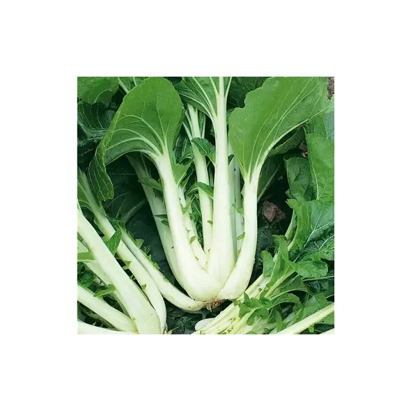 CABBAGE, CHINESE PAK CHOI 1