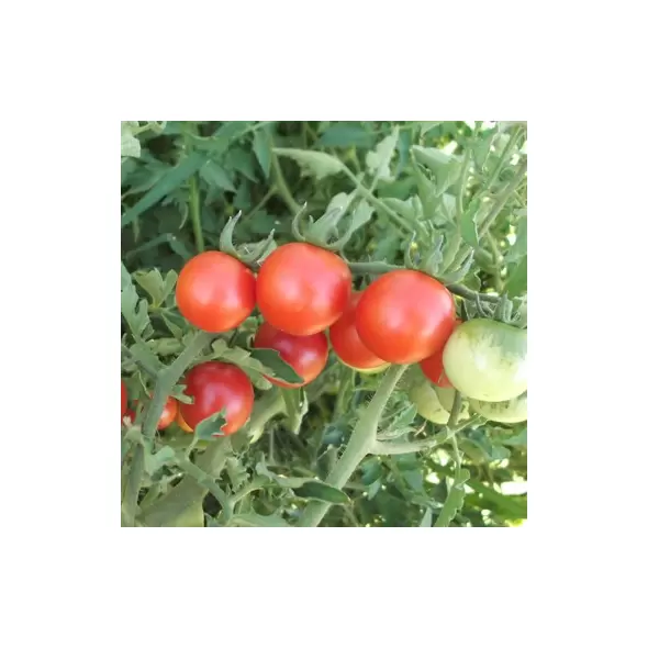 Tomato, Red Cherry - 1lb