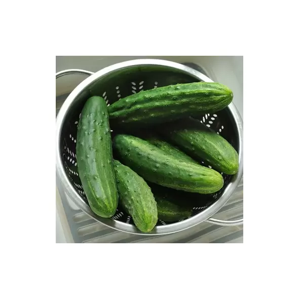 Cucumber, Patio Snacker 100 Seed Count