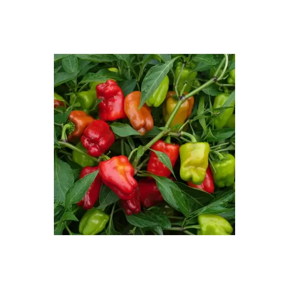 Peppers, Cajun Belle 100 Seed Count