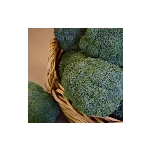 Broccoli, Castle Dome 5,000 Seed