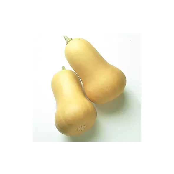 Squash, Early Butternut Hybrid Treated - 5,000 Seed Count