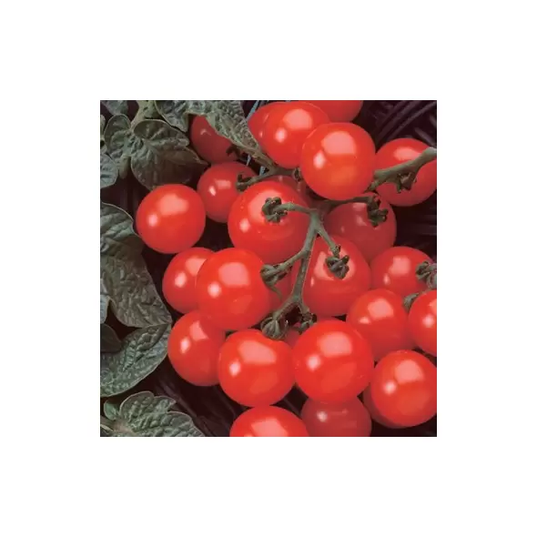 Tomato, Husky Cherry Red - 500 Seed Count