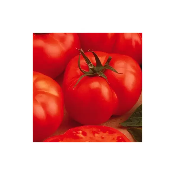 Tomato, Beefmaster Treated - 100 Seed Count