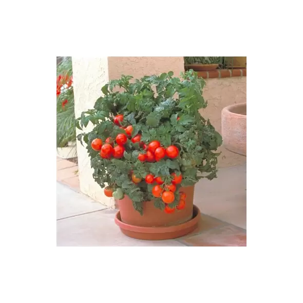 Tomato, Patio Hybrid Treated - 100 Seed Count