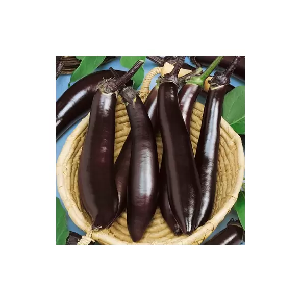 Eggplant, Long Purple Asian - 5,000 Seed Count