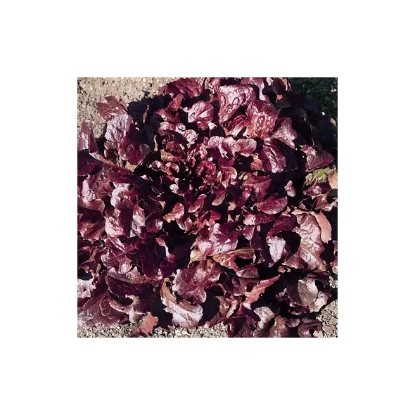 Lettuce, Oakleaf Red 5,000 Seed Count