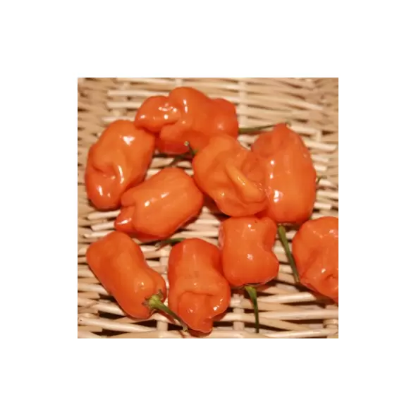 Peppers, Habanero Orange - 5,000 Seed Count