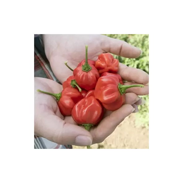 Peppers, Scotch Bonnet Red - 100 Seed Count