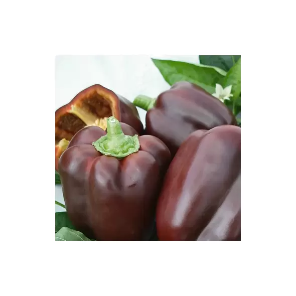 Pepper,Chocolate Beauty 1,000 Seed Count