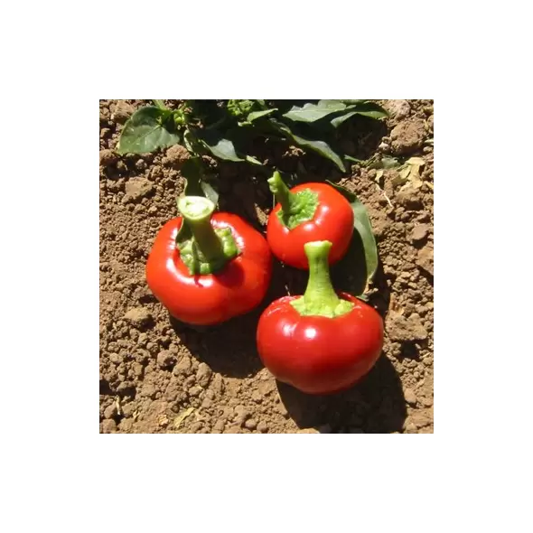 Peppers, Sunbright Orange - 1,000 Seed Count