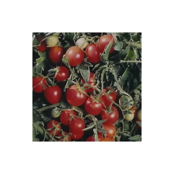 Tomato, Amish Salad - 100 Seed Count