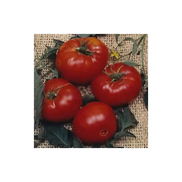 Tomato, Brandywine Red Potato Leaf - 100 Seed Count