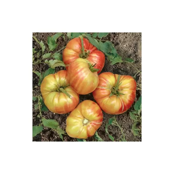 Tomato, Mr. Stripey - 500 Seed Count