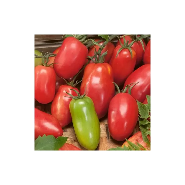 Tomato, Amish Paste - 5,000 Seed Count