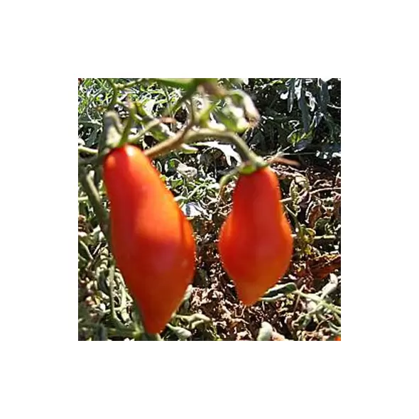 Tomato, San Marzano Indeterminite - 100 Seed Count