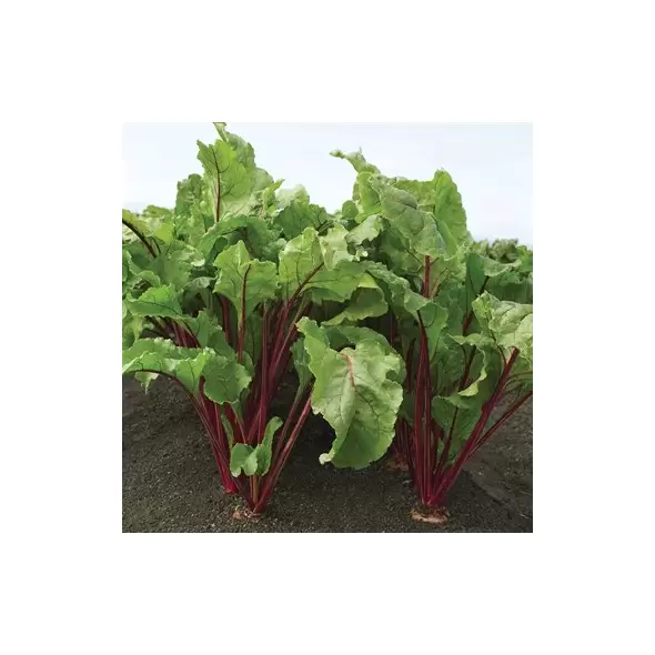 Beets, Red Ace Hybrid 1,000 Seed Count