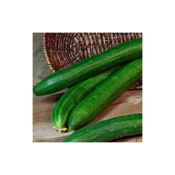 Cucumber, Tasty Green/ Burpless