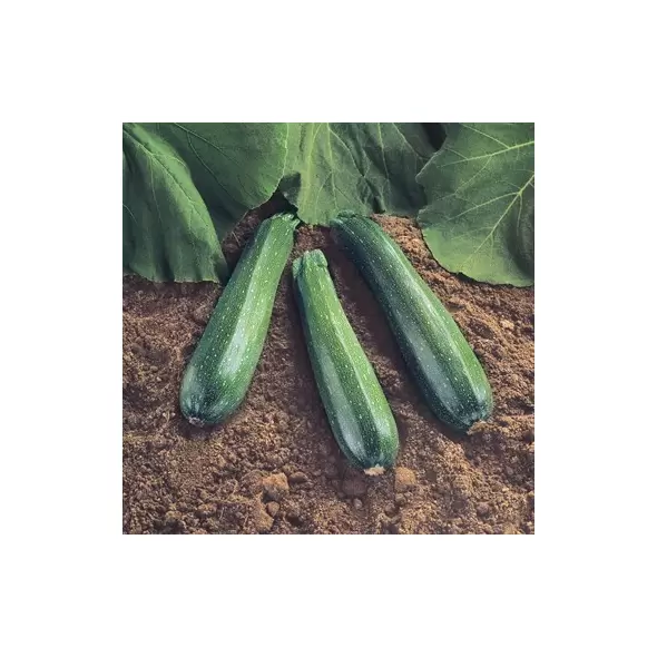 Squash, Spineless Beauty Treated - 500 Seed Count