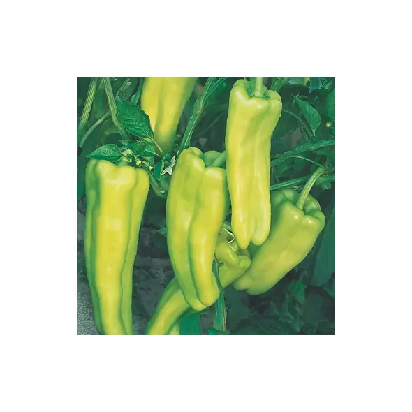 Pepper, Aruba Cubanelle - 100 Seed Count