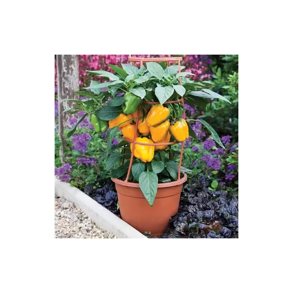 Pepper, Liberty Belle (patio) - 100 Seed Count