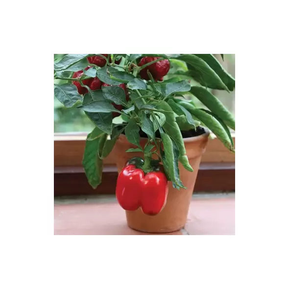 Pepper, Redskin Bell (patio) - 100 Seed Count