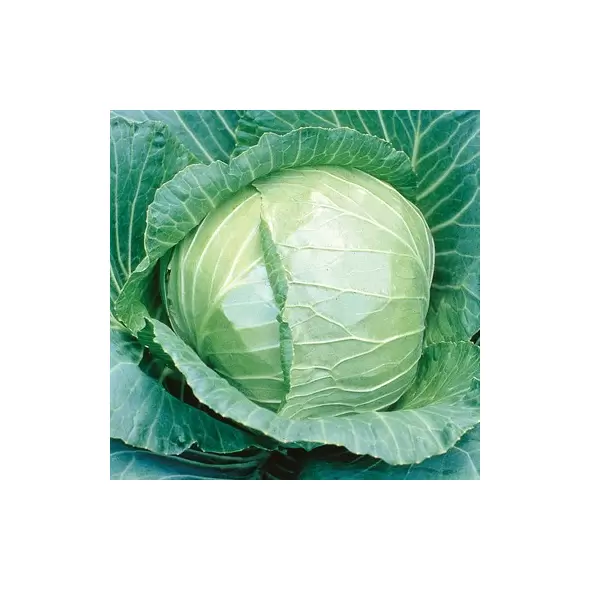 Cabbage, Early Flat Dutch 5,000 Seed Count